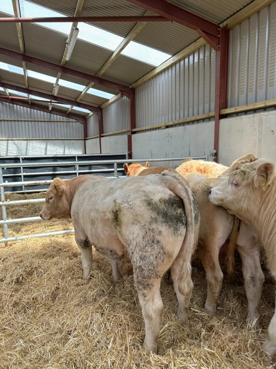 Charolais bulls - Image 4
