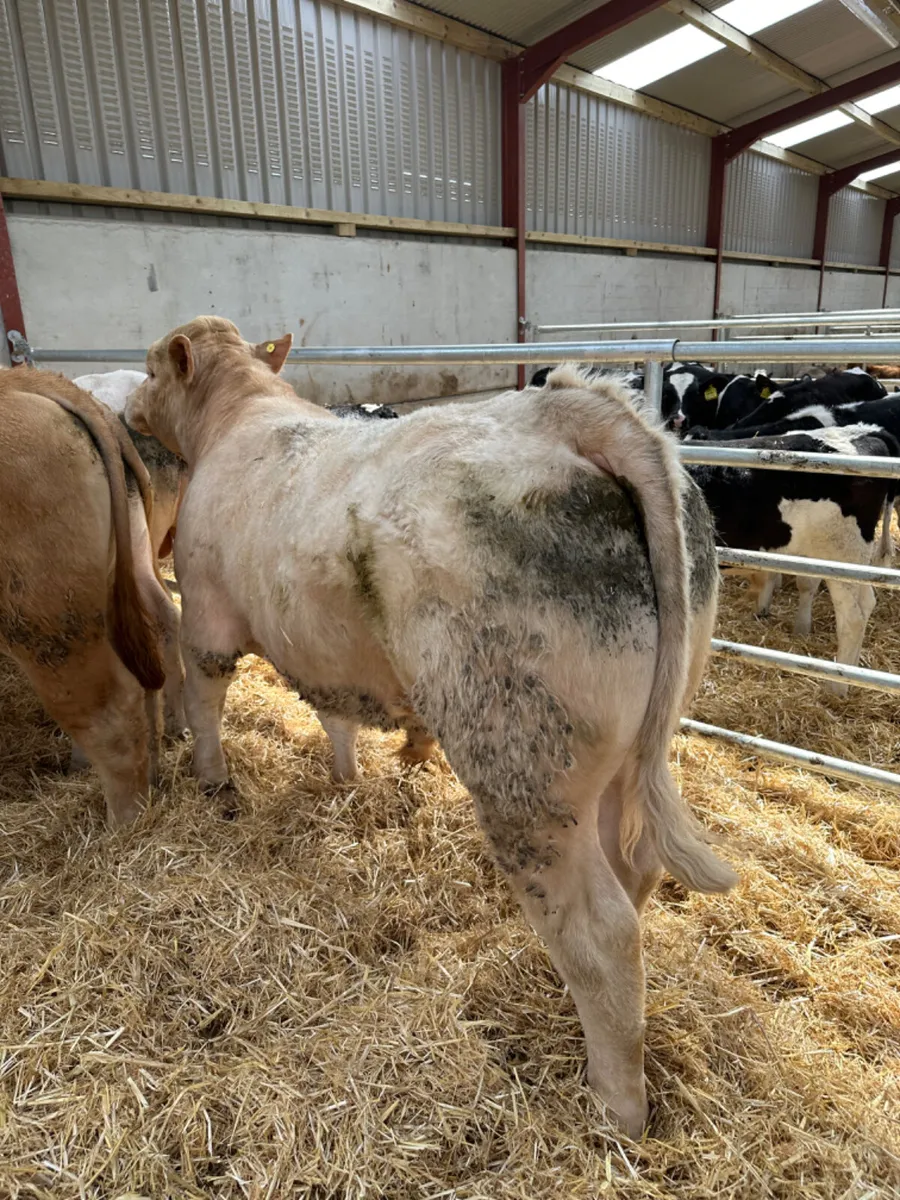 Charolais bulls - Image 2