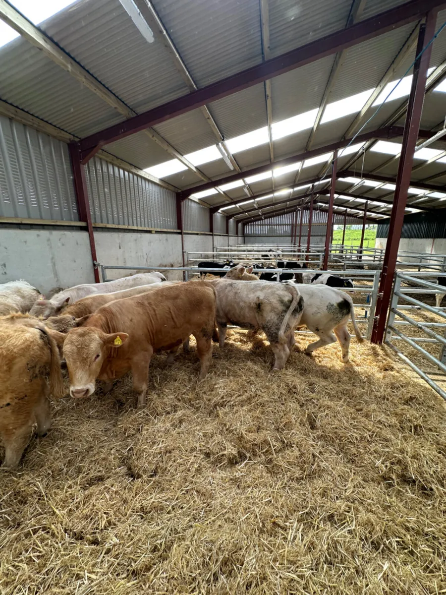 Charolais bulls - Image 1