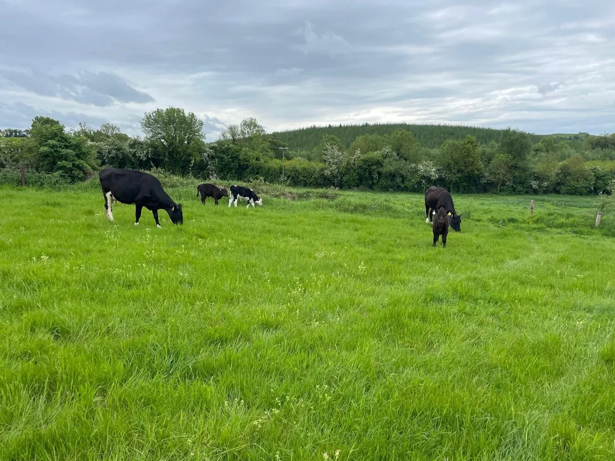 Aberdeen Angus and Angus Male Calf, Friesian Cow - Image 2