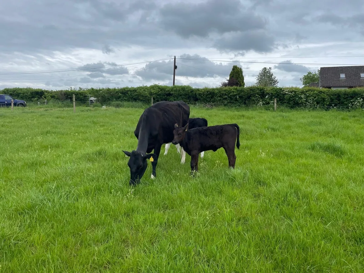 Aberdeen Angus and Angus Male Calf, Friesian Cow - Image 3