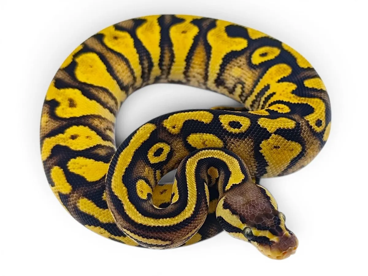 Ball/Royal Python - Image 3