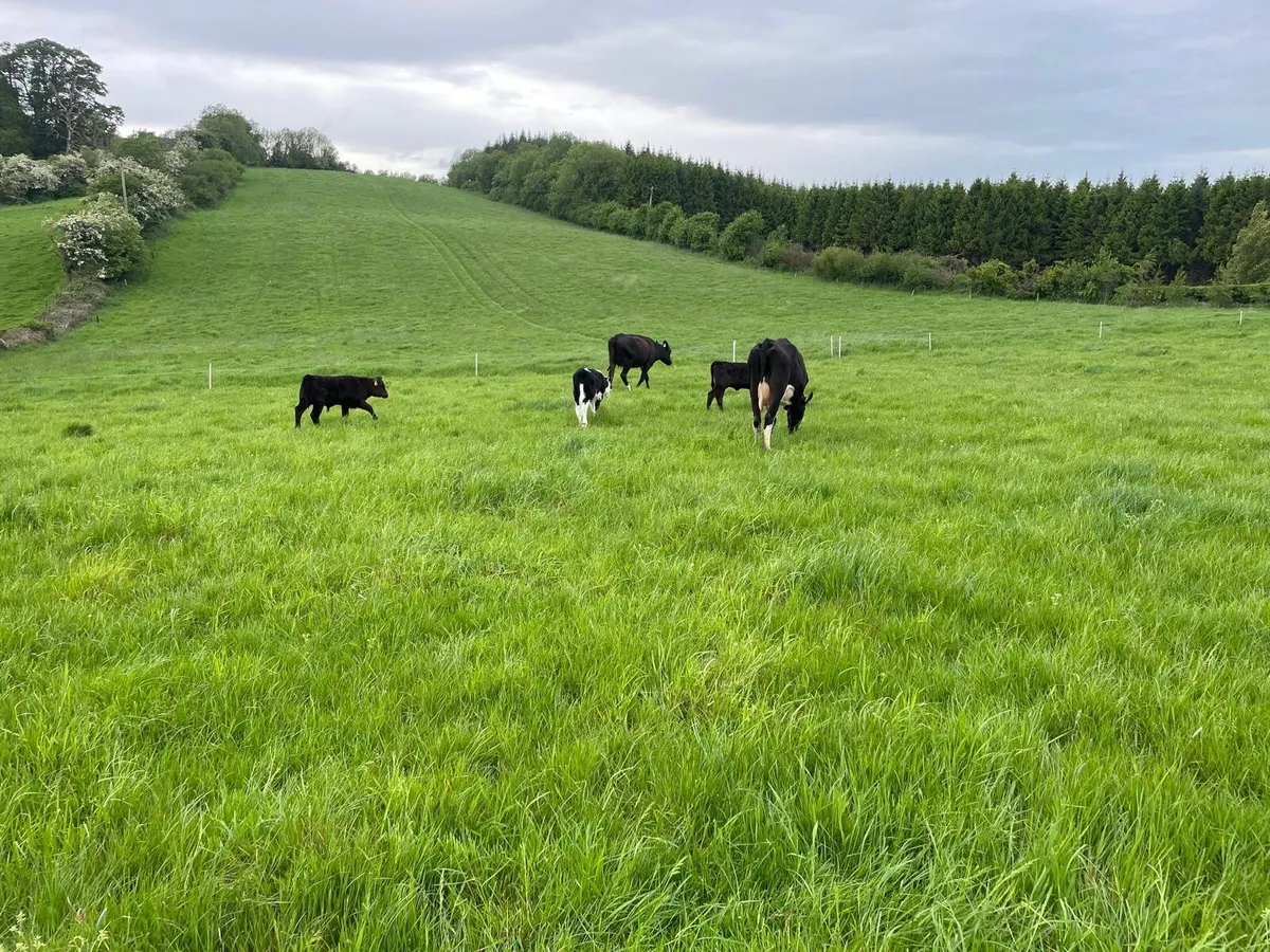 Aberdeen Angus and Angus Male Calf, Friesian Cow - Image 4