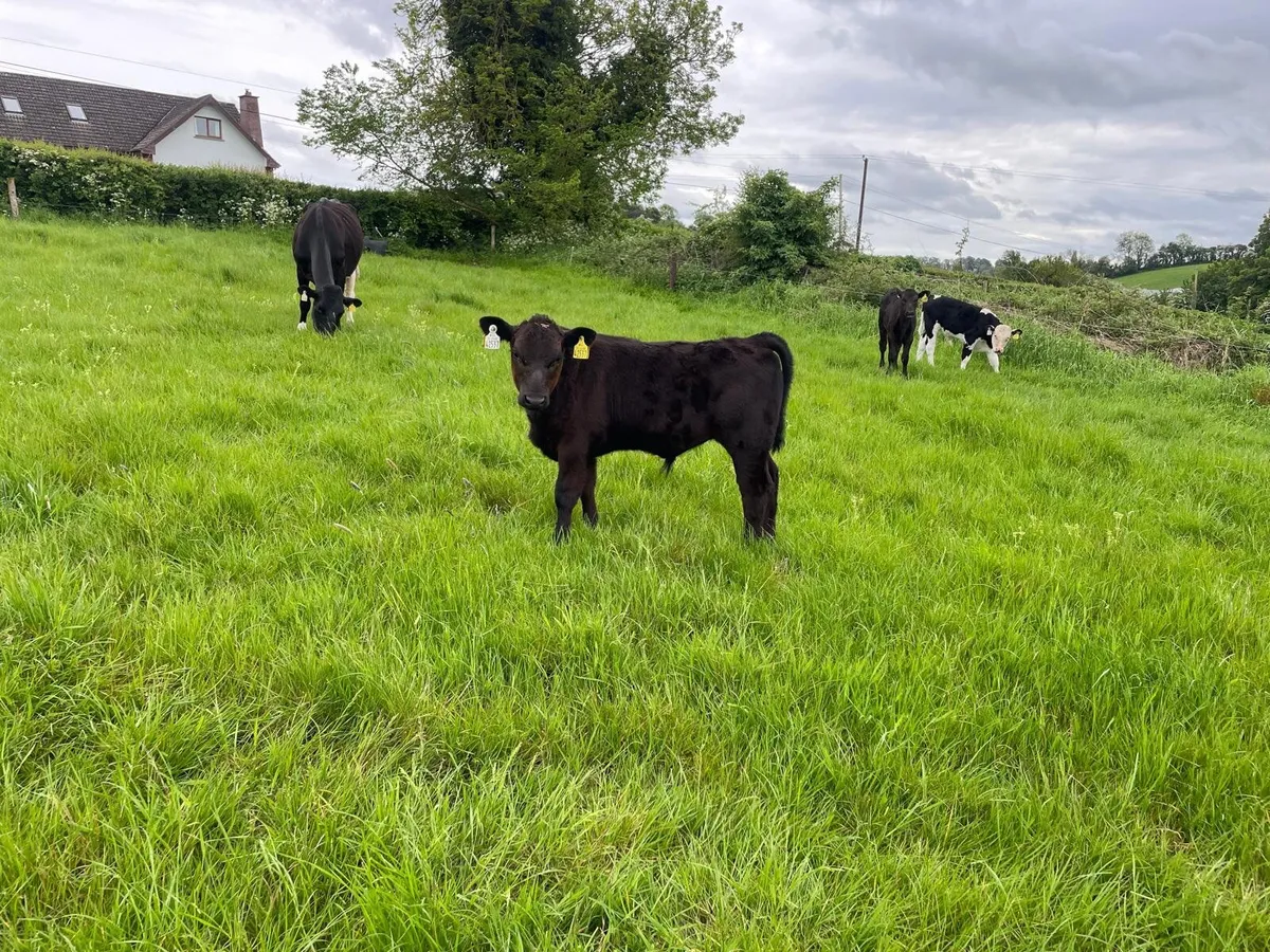 Aberdeen Angus and Angus Male Calf, Friesian Cow - Image 1