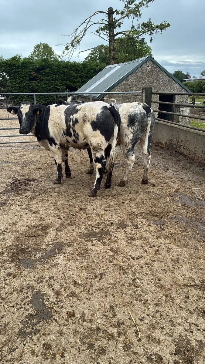 2 super blue breeding heifers - Image 1