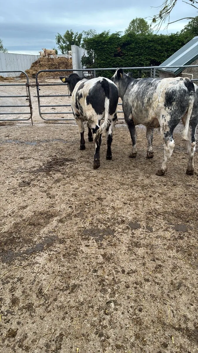 2 super blue breeding heifers - Image 2