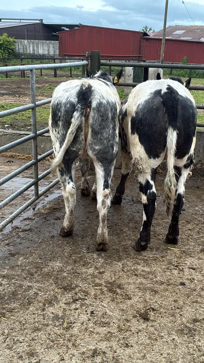 2 super blue breeding heifers - Image 3