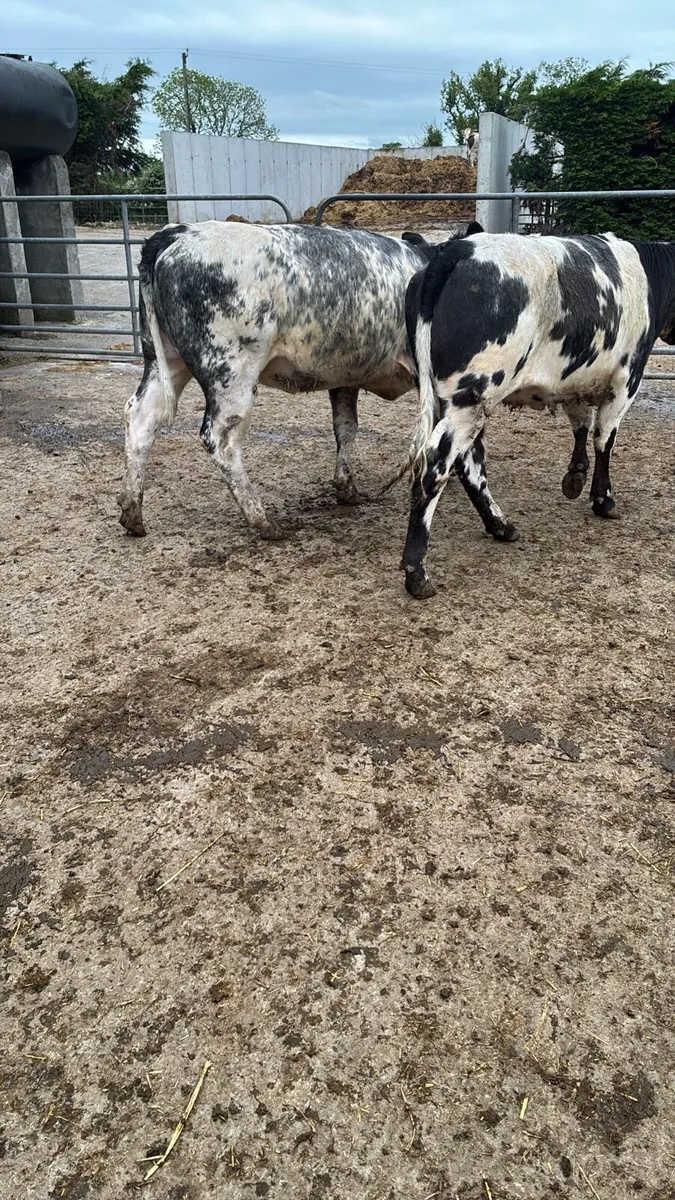 2 super blue breeding heifers - Image 4