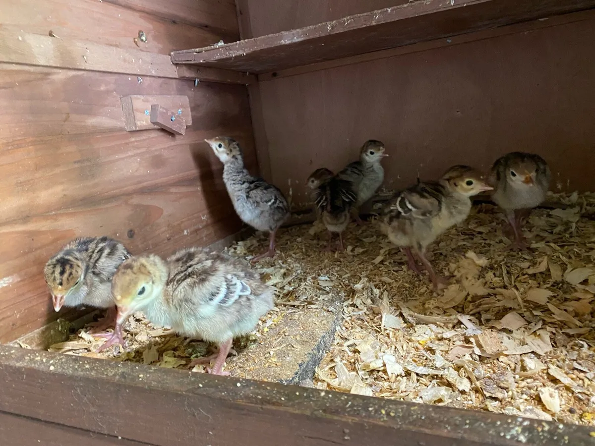❌CLOCKING HEN + POULTRY❌ - Image 4