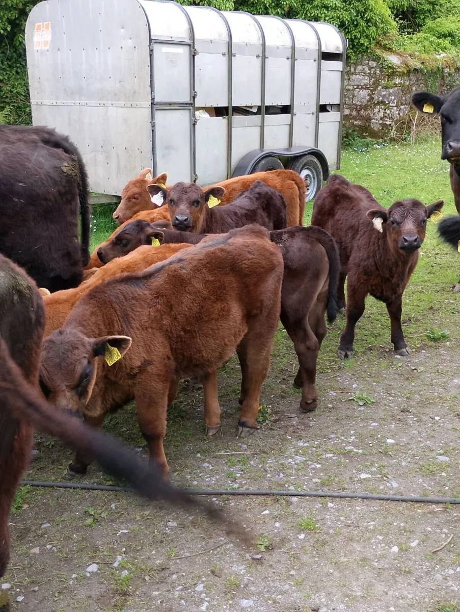 Pedigree Angus Herd Clearance - Image 1