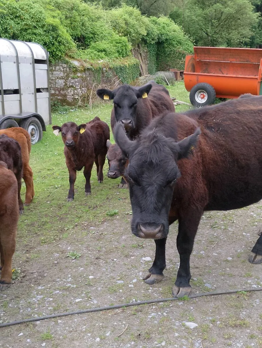 Pedigree Angus Herd Clearance - Image 2