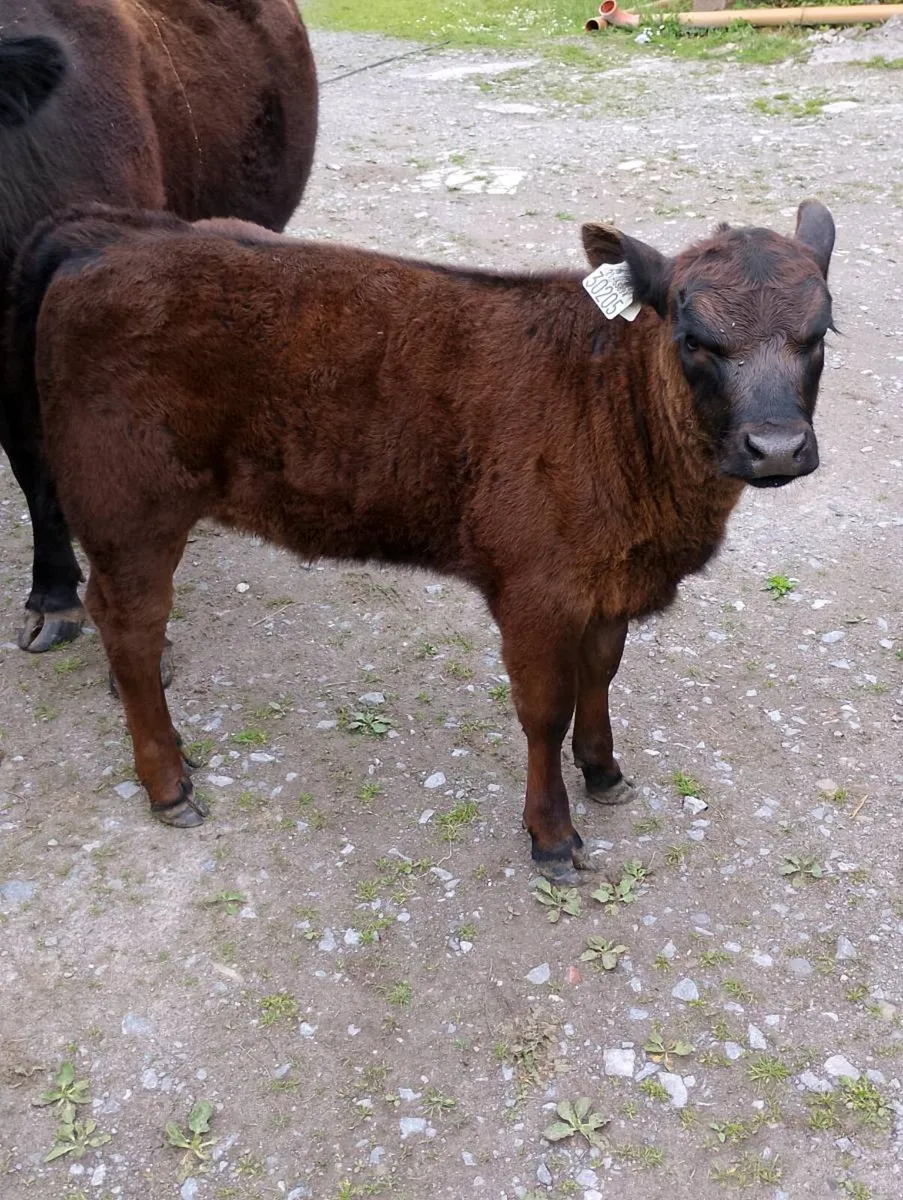 Pedigree Angus Herd Clearance - Image 3