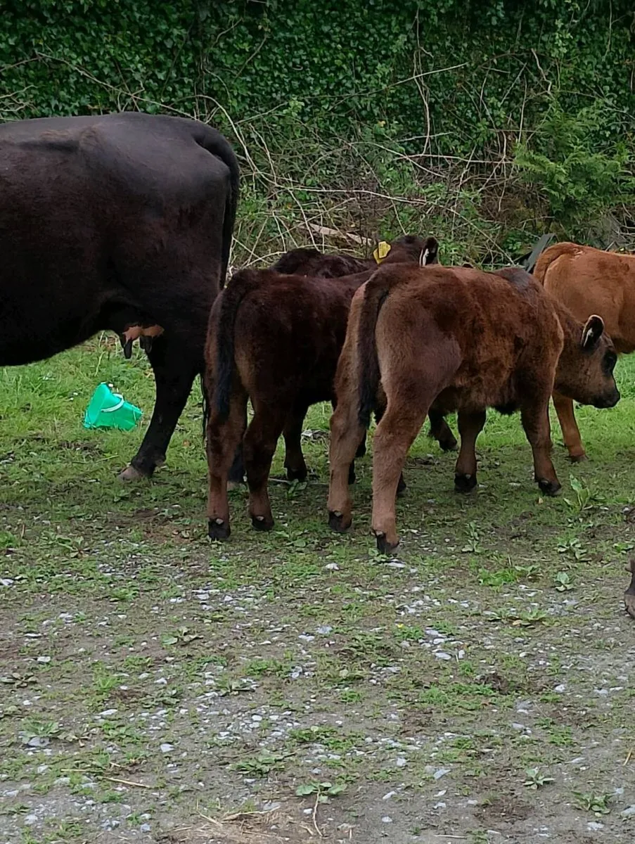 Pedigree Angus Herd Clearance - Image 4