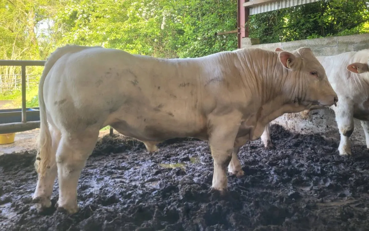 Charolais bulls - Image 2