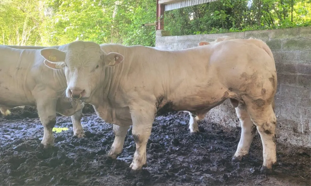 Charolais bulls - Image 3