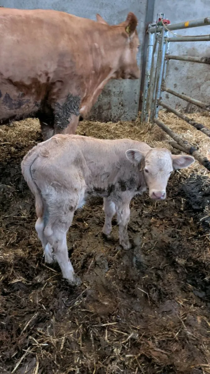 Suck calf - Image 2