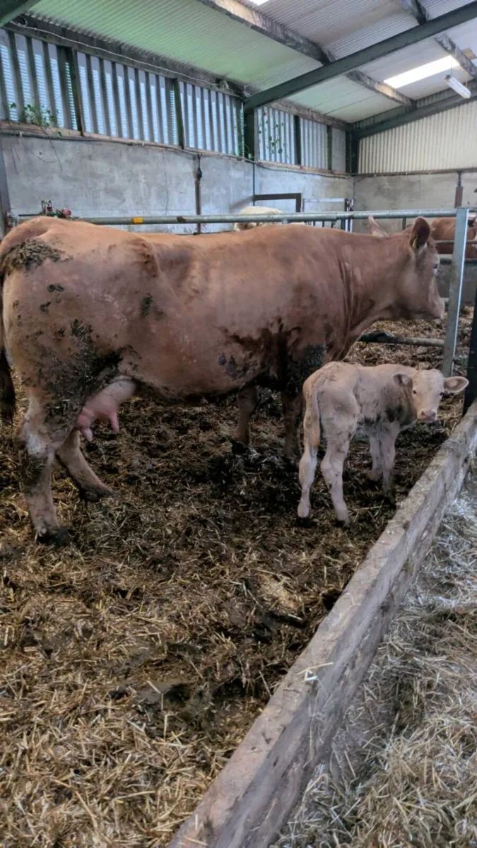 Suck calf - Image 3
