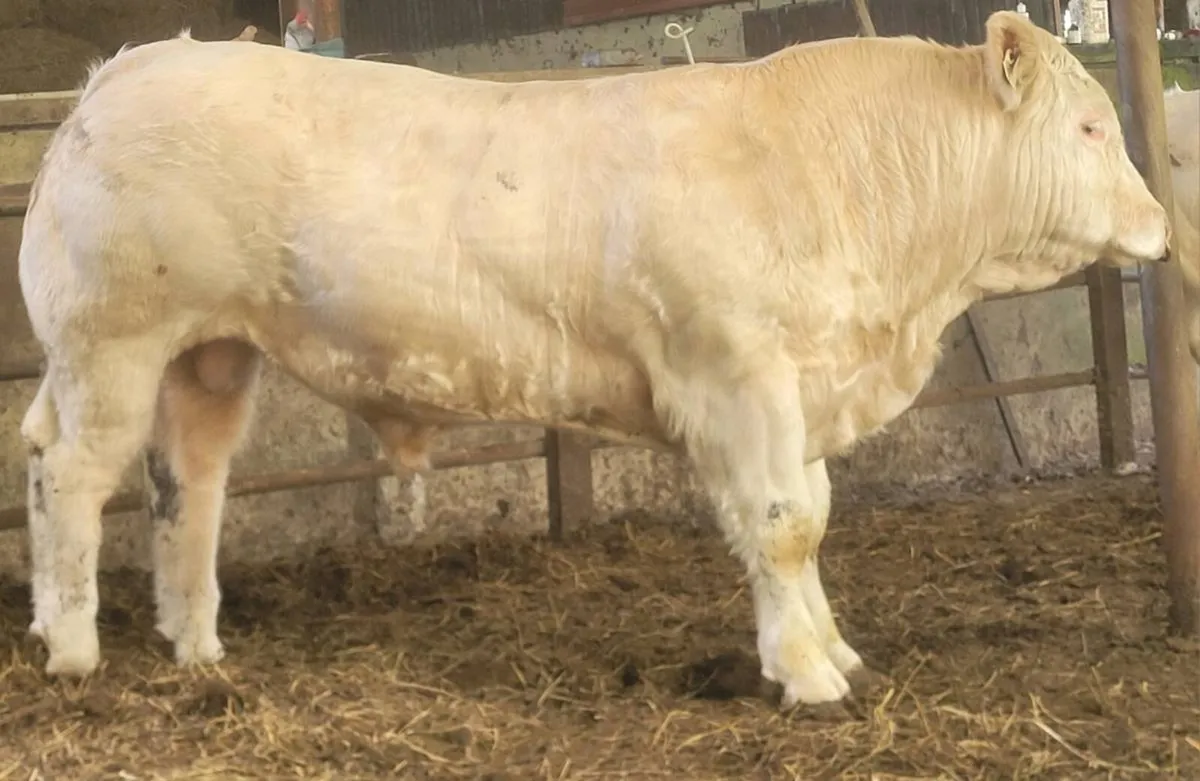 Charolais bulls - Image 4