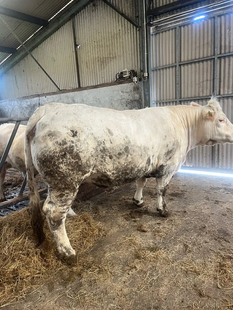 Charolais Heifer - Image 1