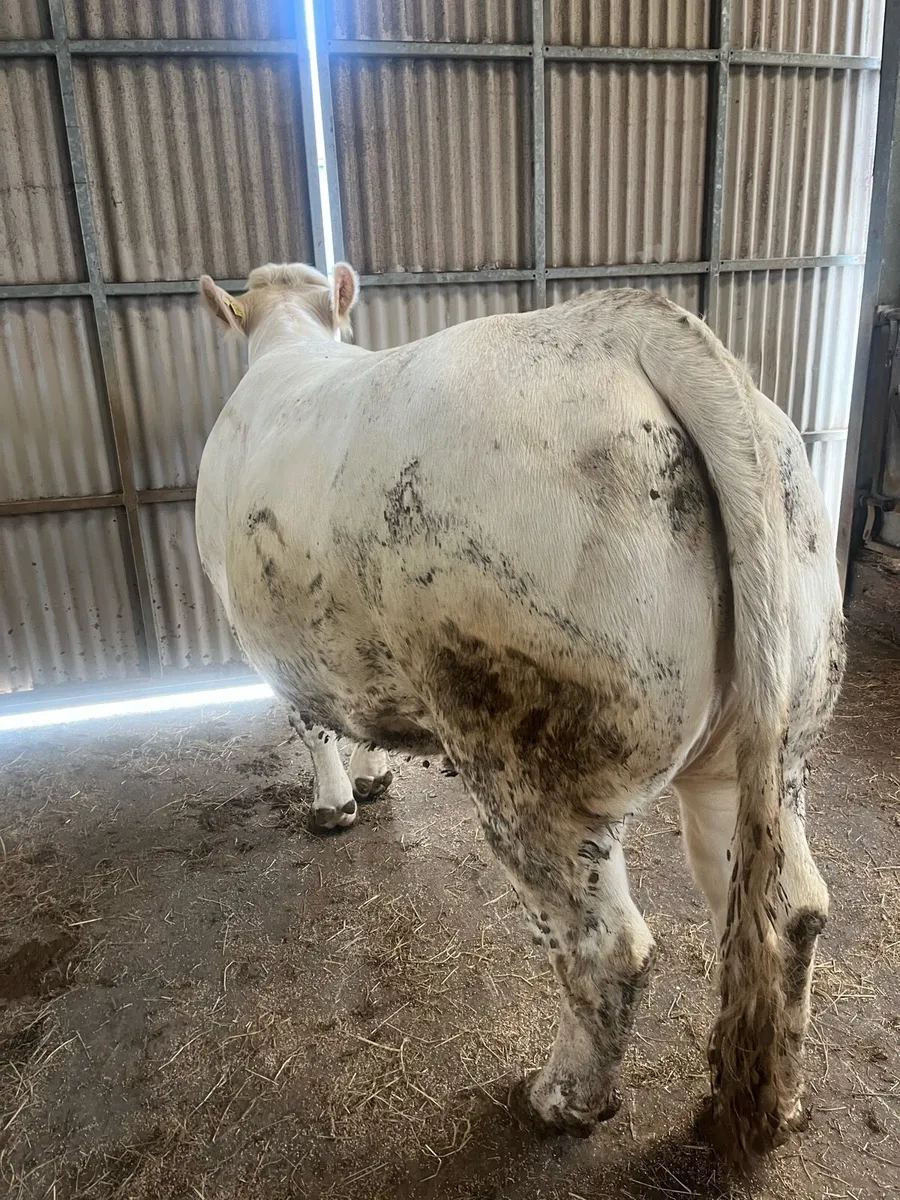Charolais Heifer - Image 2
