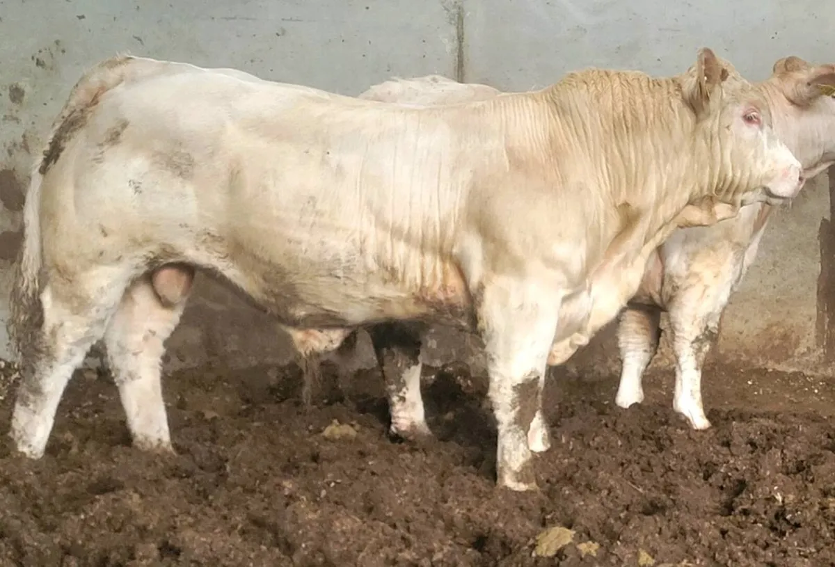 Charolais bulls - Image 1