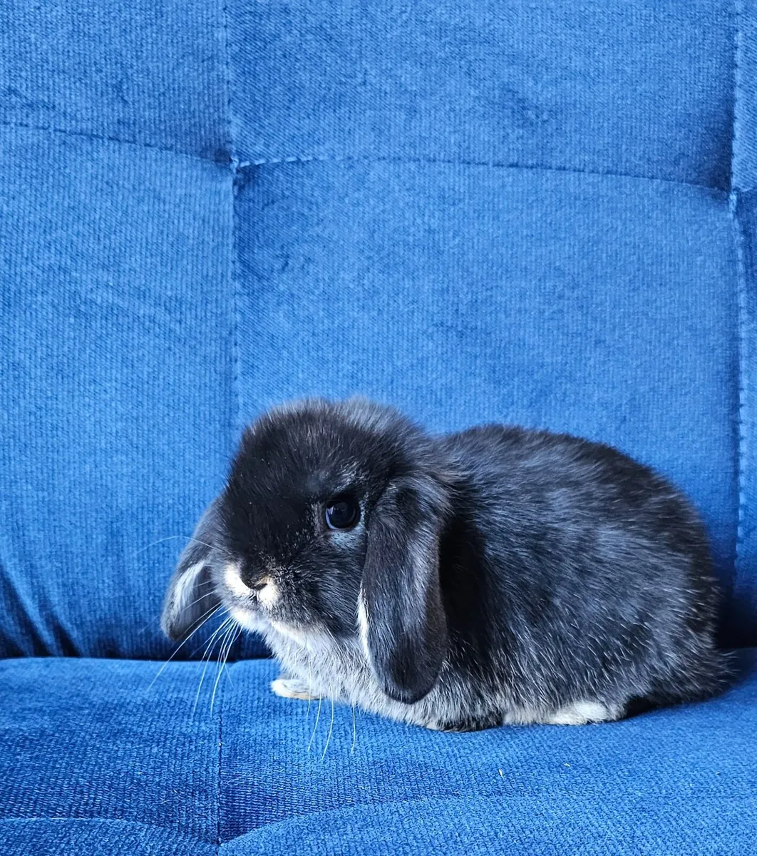 Pure breed mini lop babies - Image 1