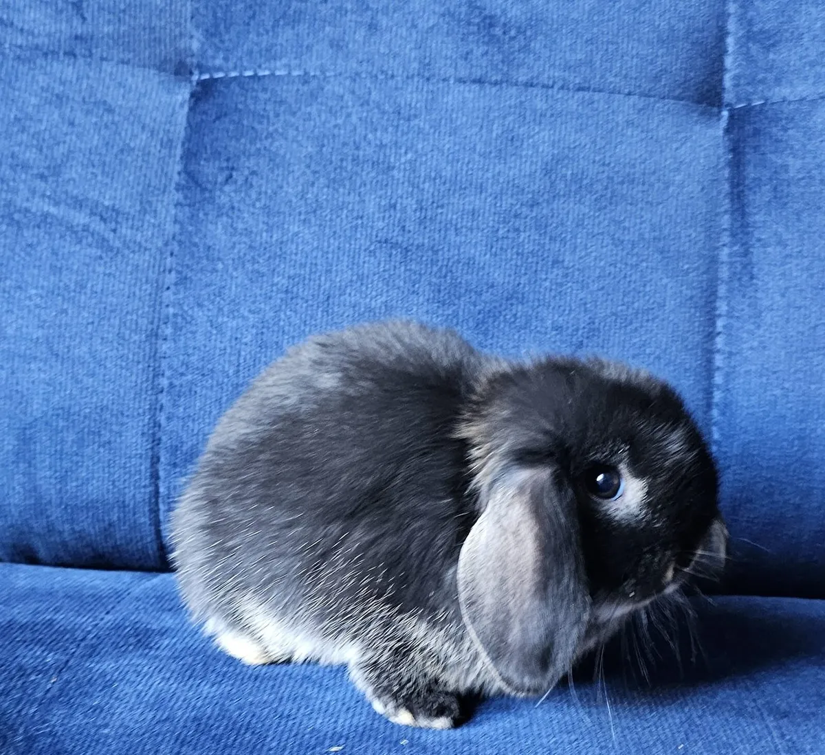 Pure breed mini lop babies - Image 2