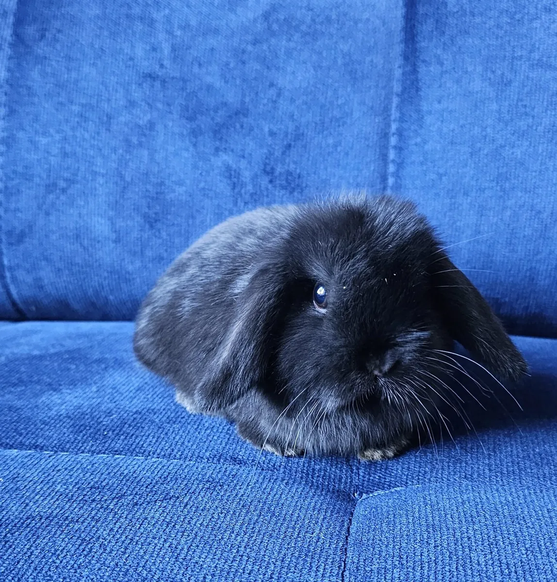 Pure breed mini lop babies - Image 3