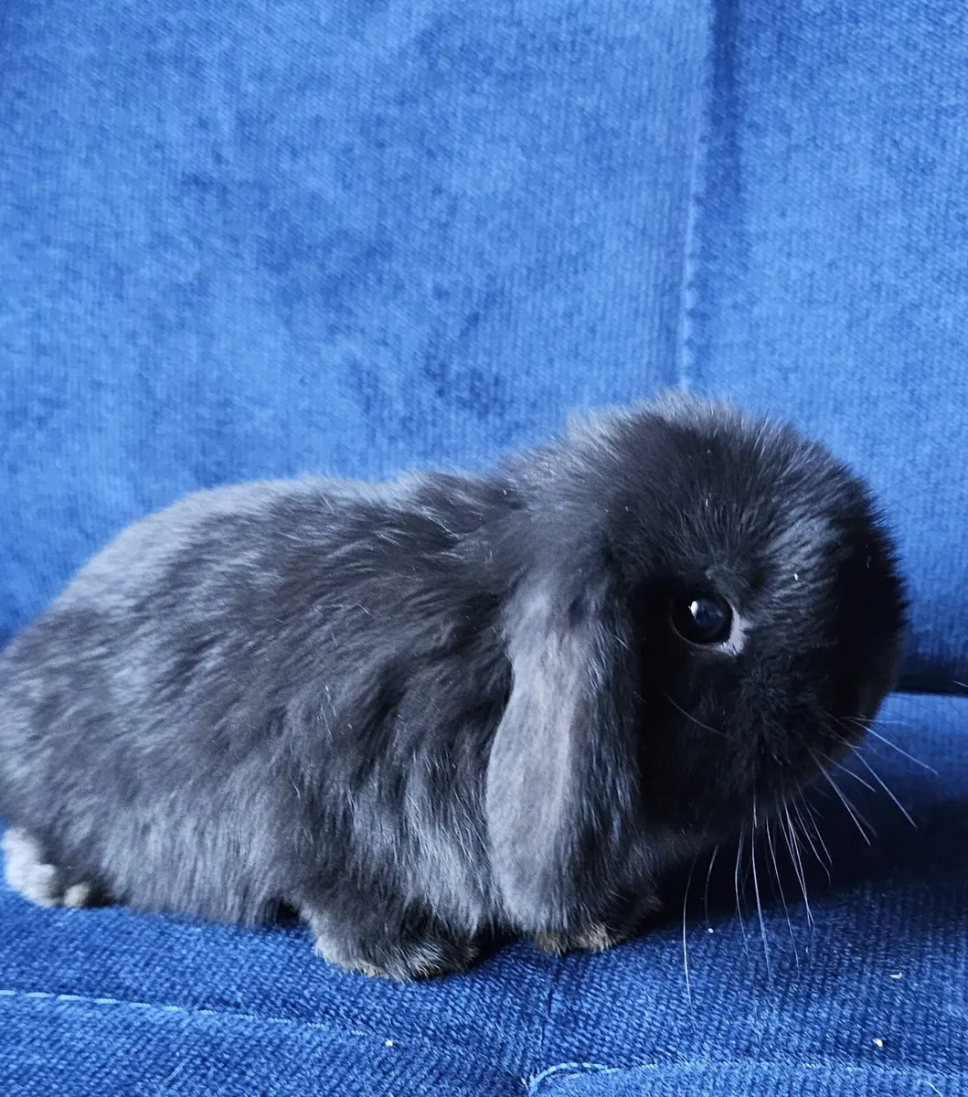 Pure breed mini lop babies - Image 4