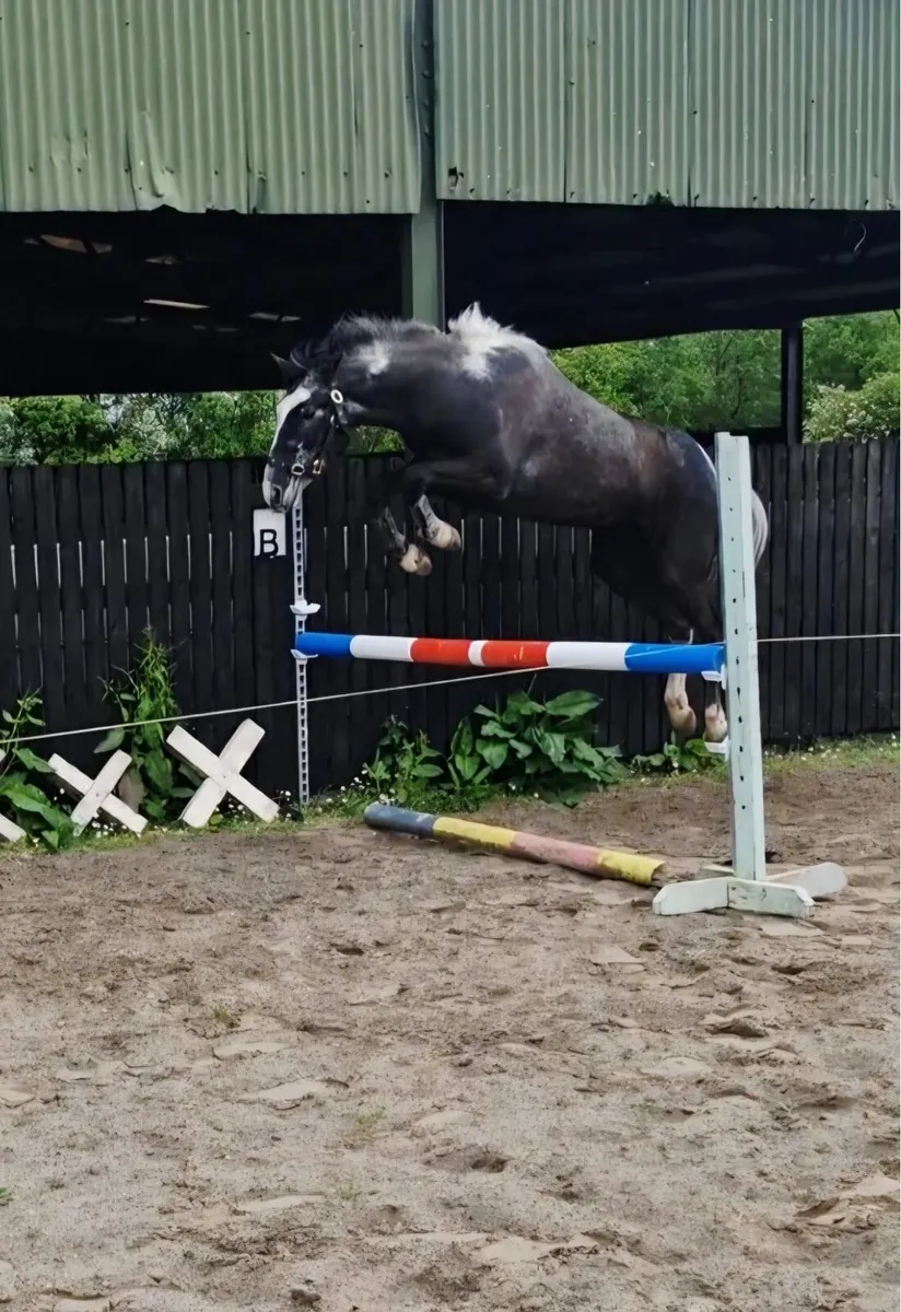 14.2 gelding - Image 1