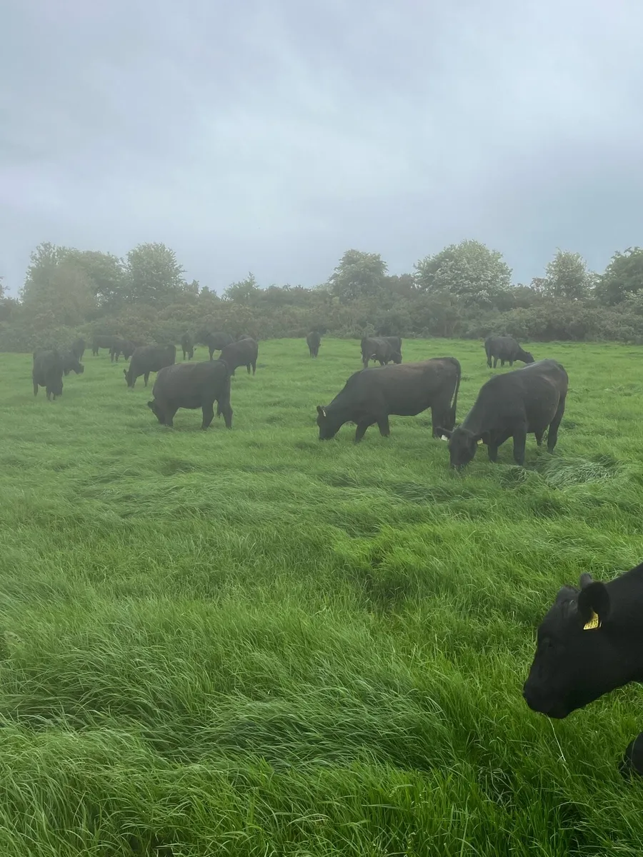 Angus heifers - Image 3