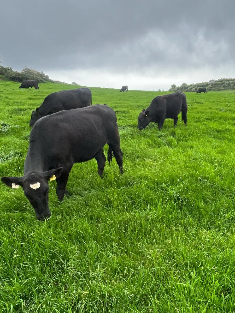 Angus heifers - Image 4