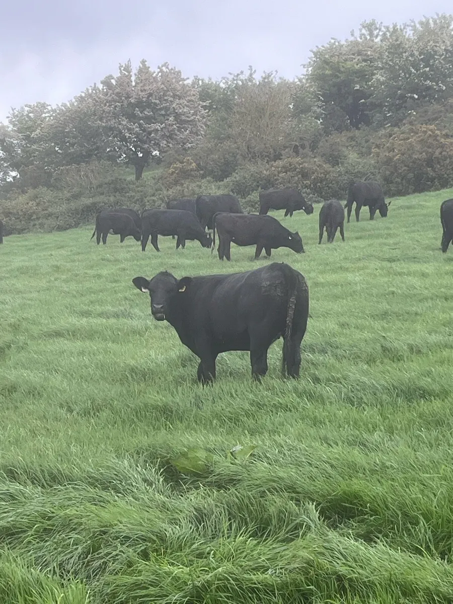 Angus heifers - Image 1