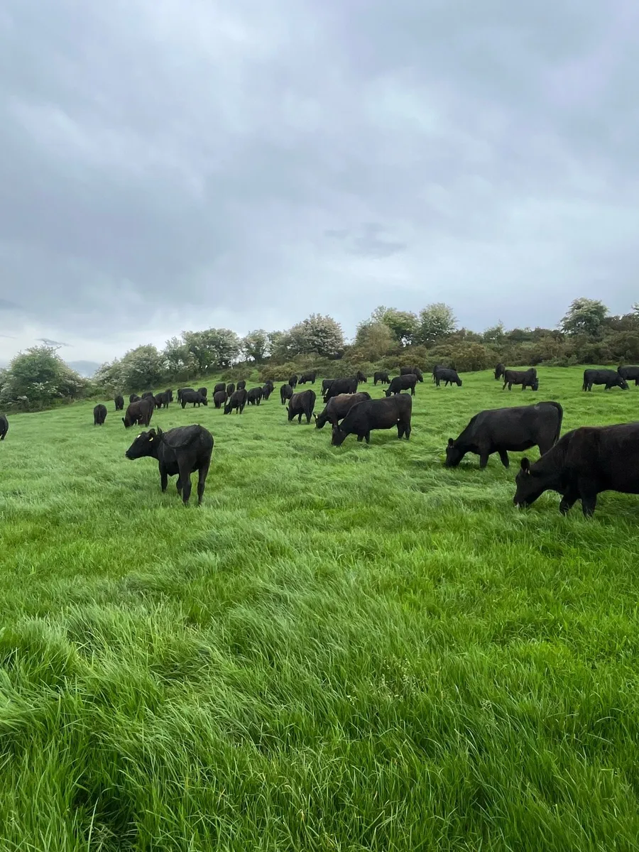 Angus heifers - Image 2