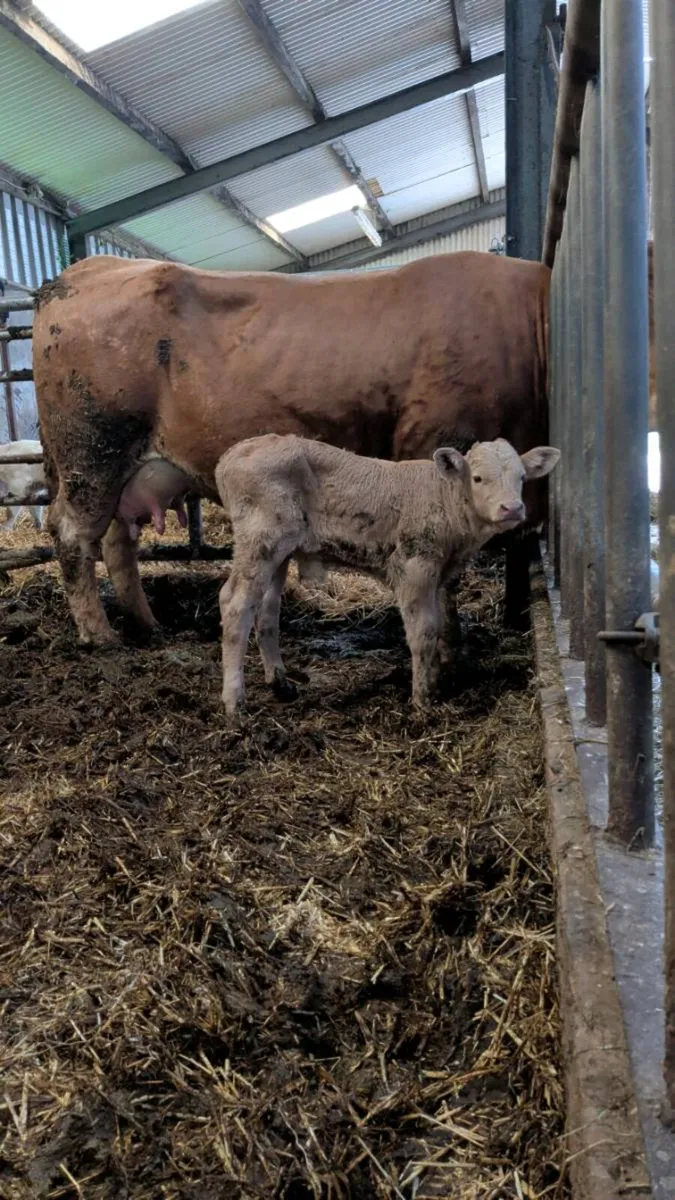 Suck calf - Image 1