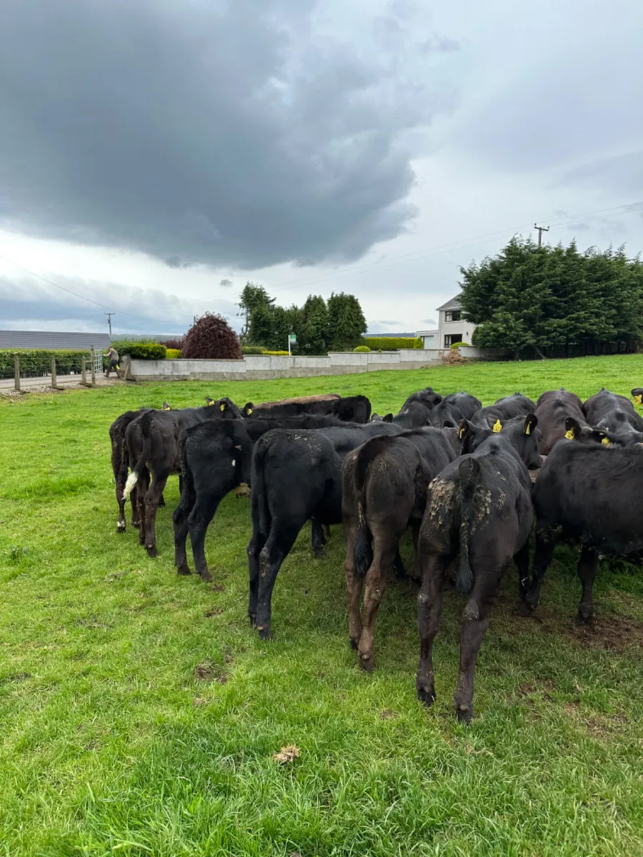 Angus and lim heifers - Image 4