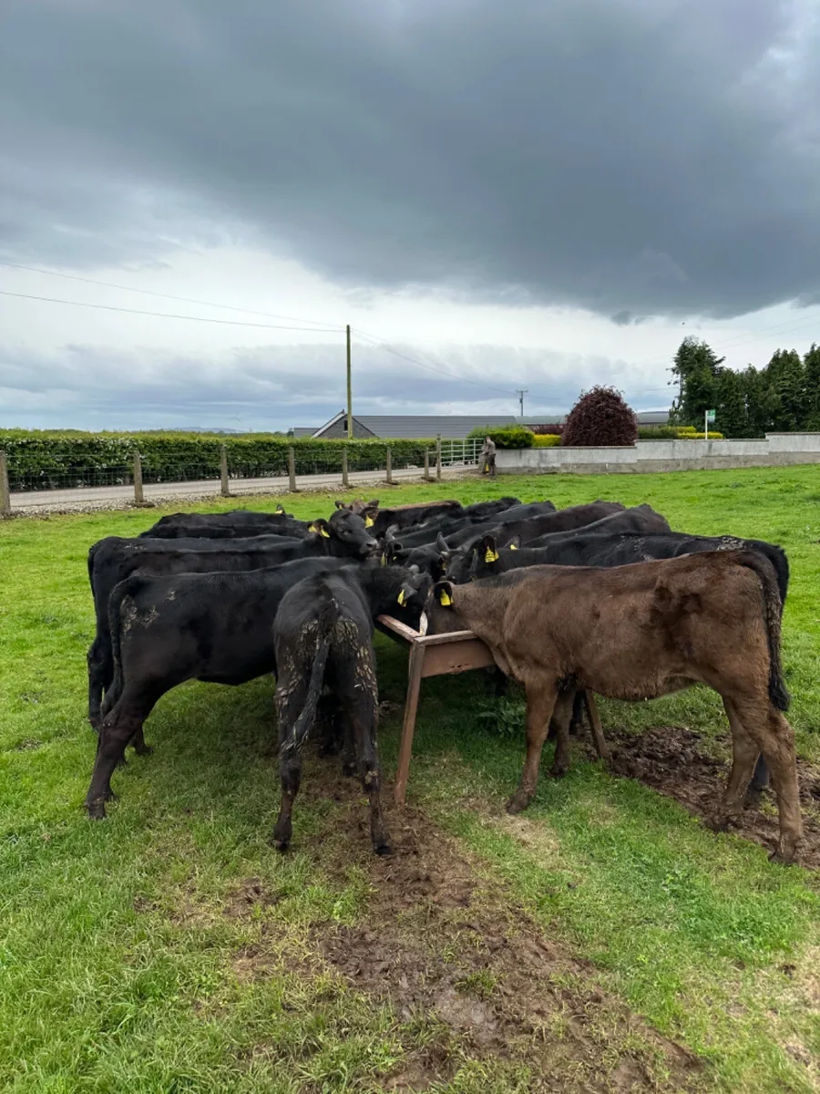 Angus and lim heifers - Image 3