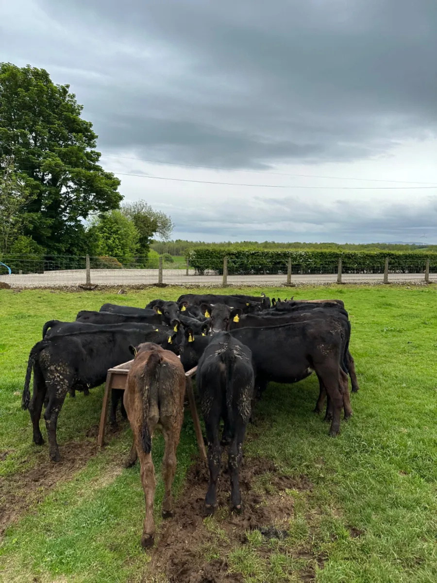 Angus and lim heifers - Image 2