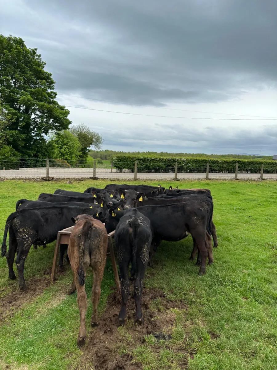 Angus and lim heifers - Image 1