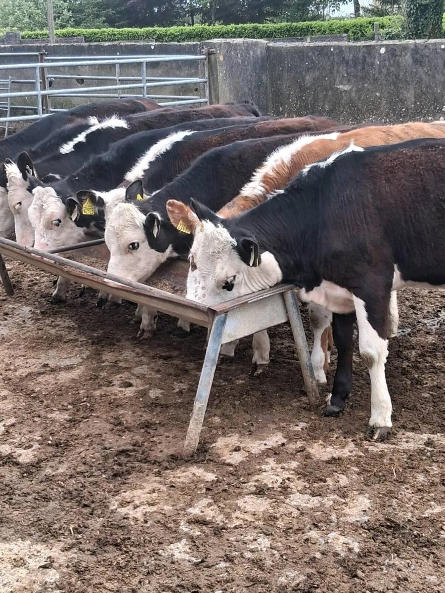 8 top quality Hereford heifers feb/ Mar 2025 born. - Image 2
