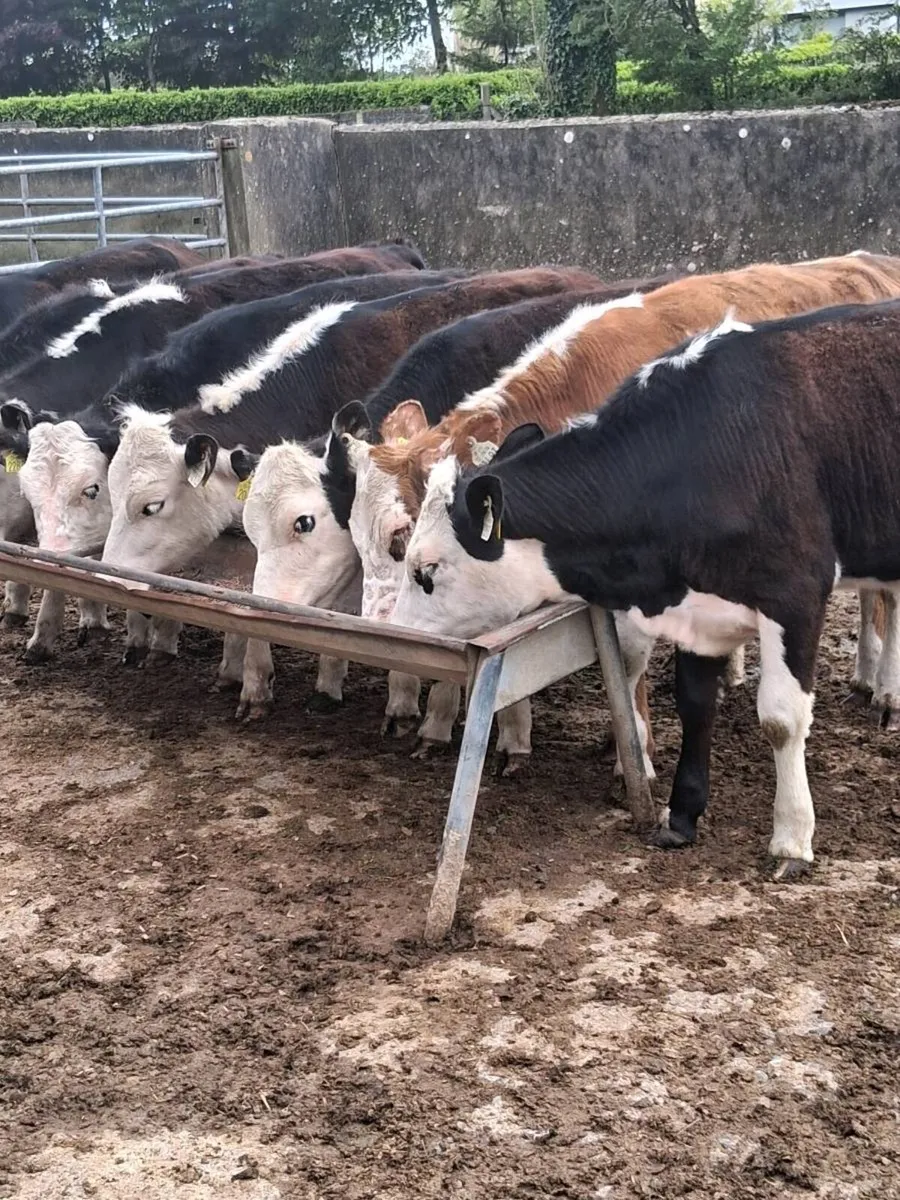 8 top quality Hereford heifers feb/ Mar 2025 born. - Image 4