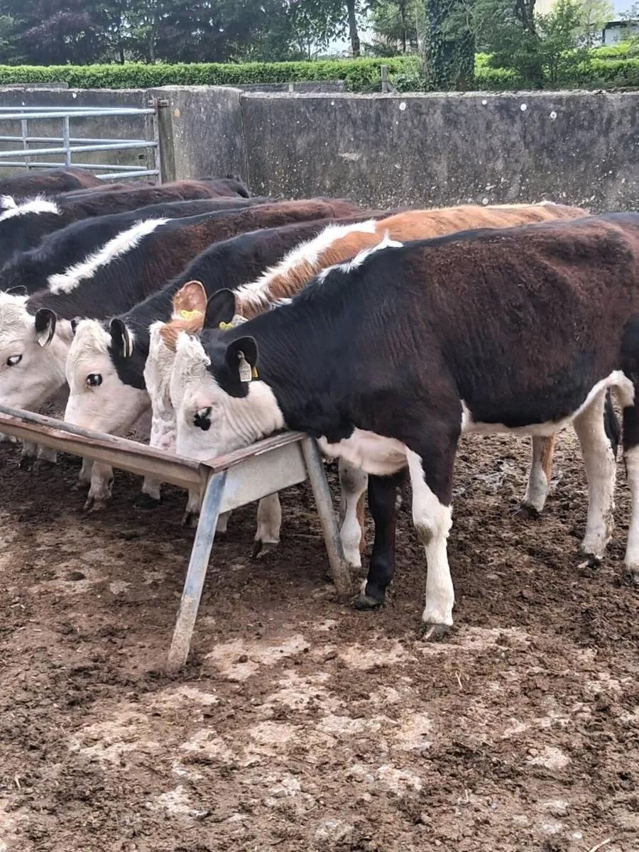 8 top quality Hereford heifers feb/ Mar 2025 born. - Image 3