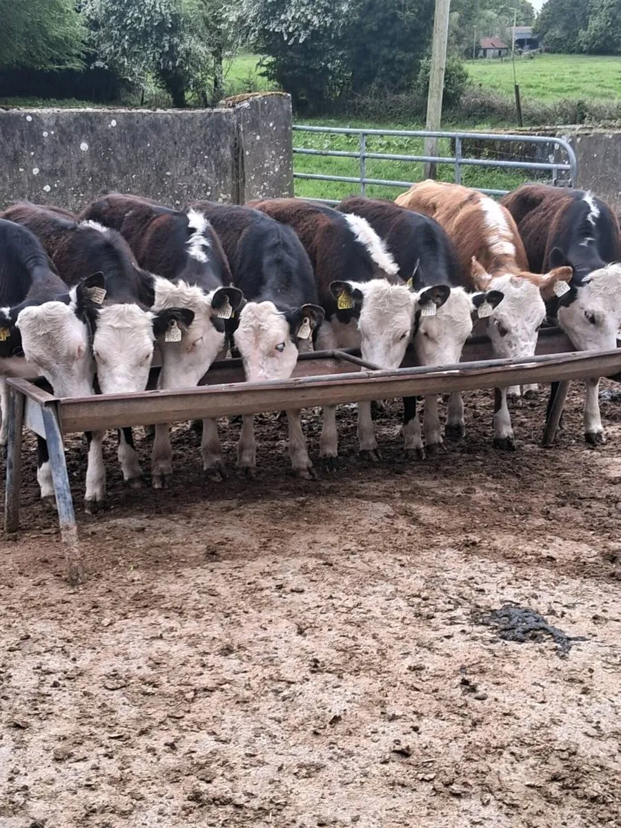 8 top quality Hereford heifers feb/ Mar 2025 born. - Image 1