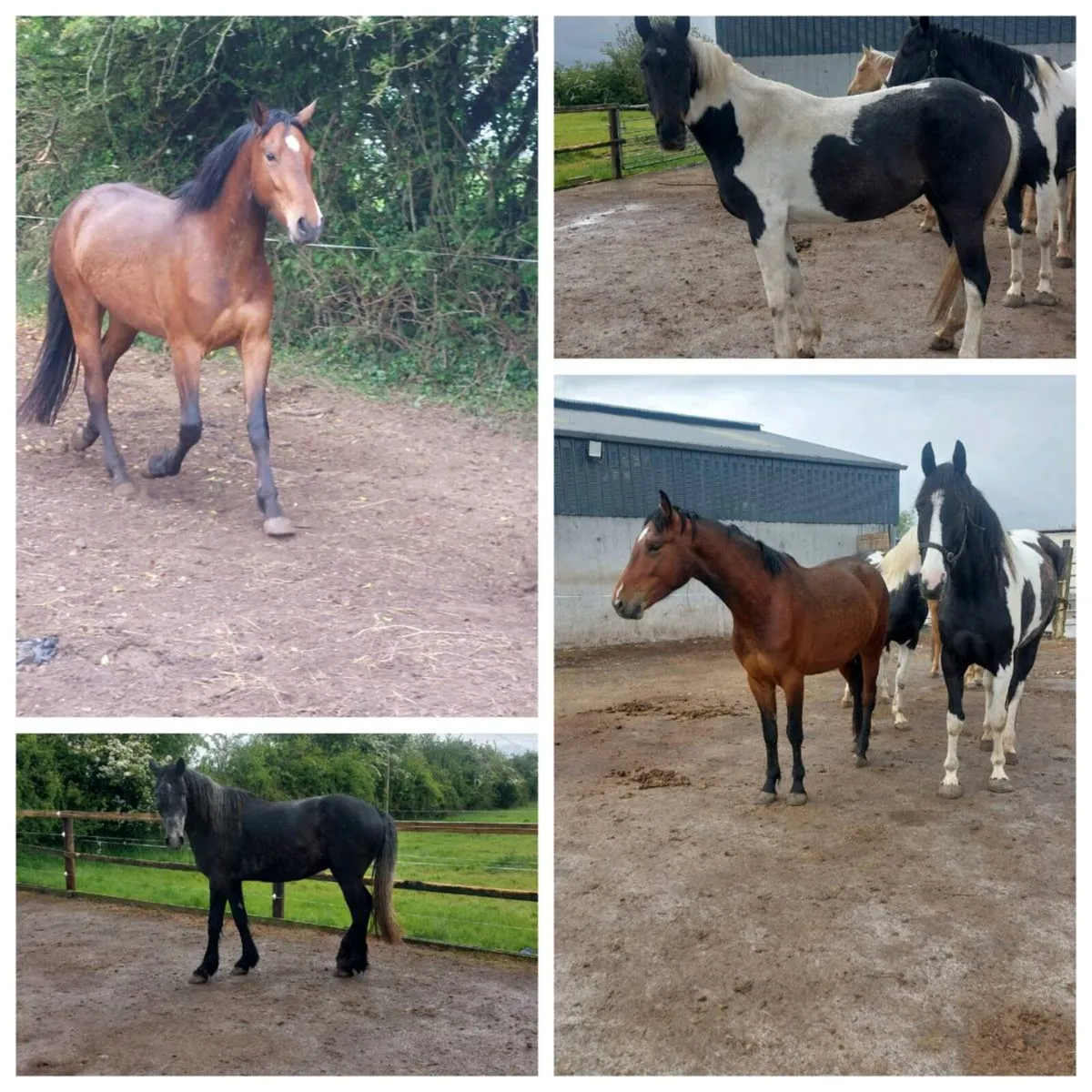 Quality Homebred  Sport Horses - Image 1