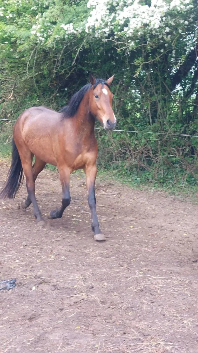 Quality Homebred  Sport Horses - Image 2