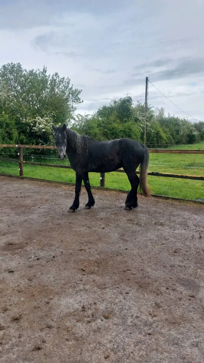 Quality Homebred  Sport Horses - Image 3