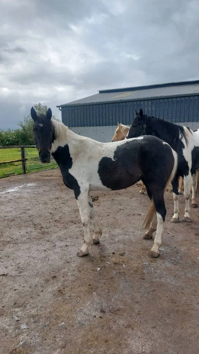 Quality Homebred  Sport Horses - Image 4