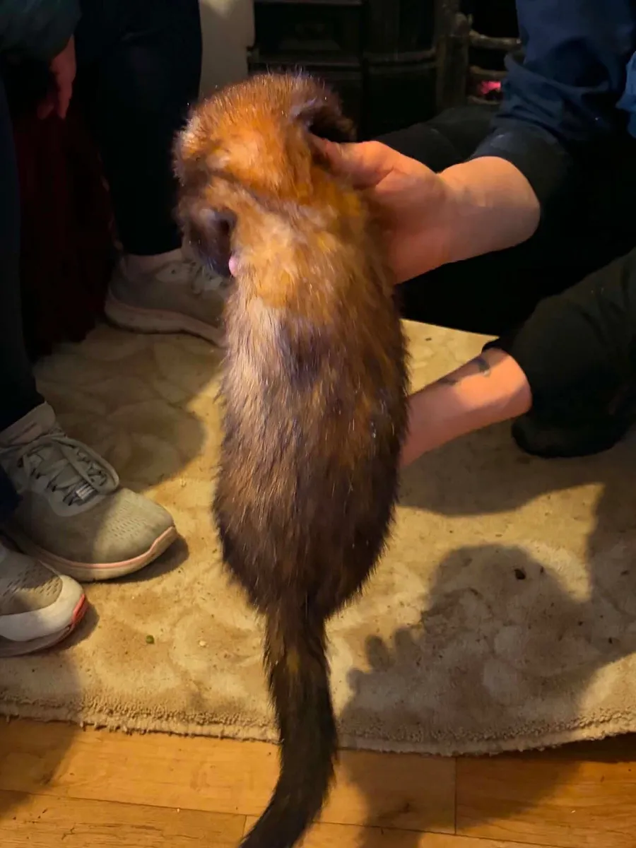 Buck ferret - Image 2