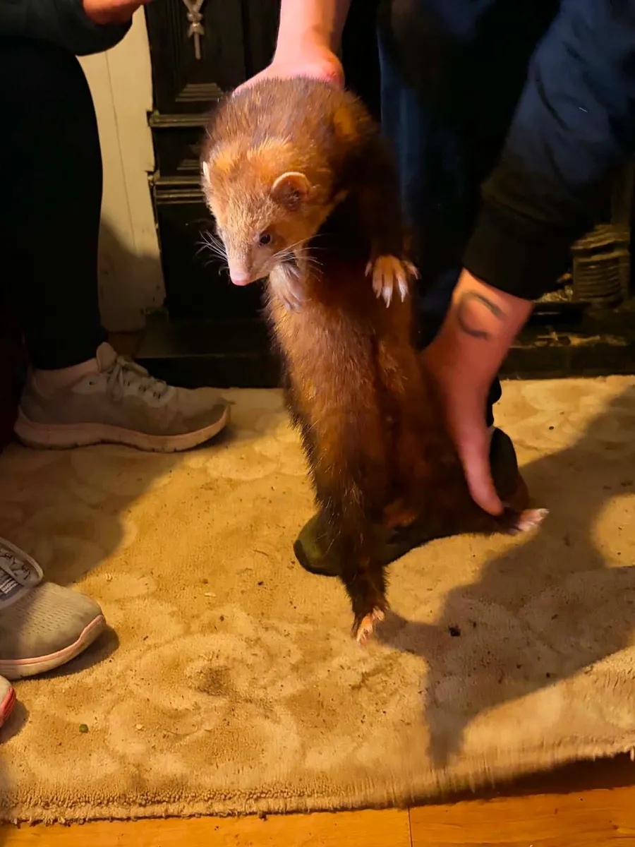 Buck ferret - Image 1