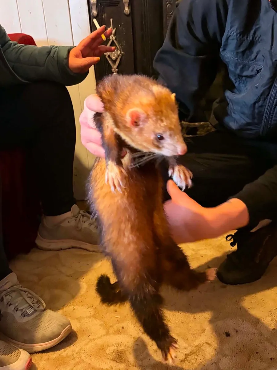 Buck ferret - Image 3